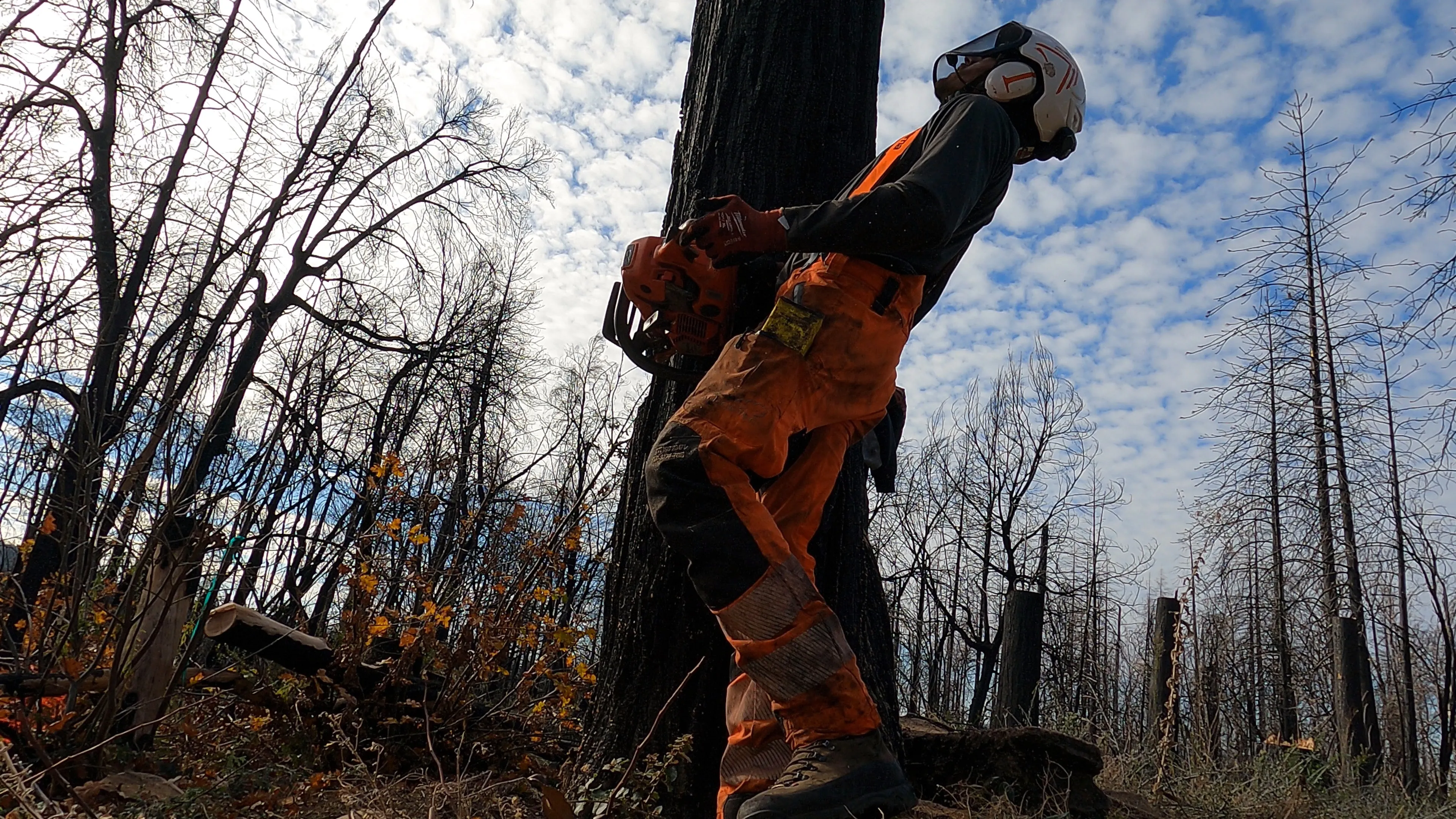 Commercial tree & greenery experts