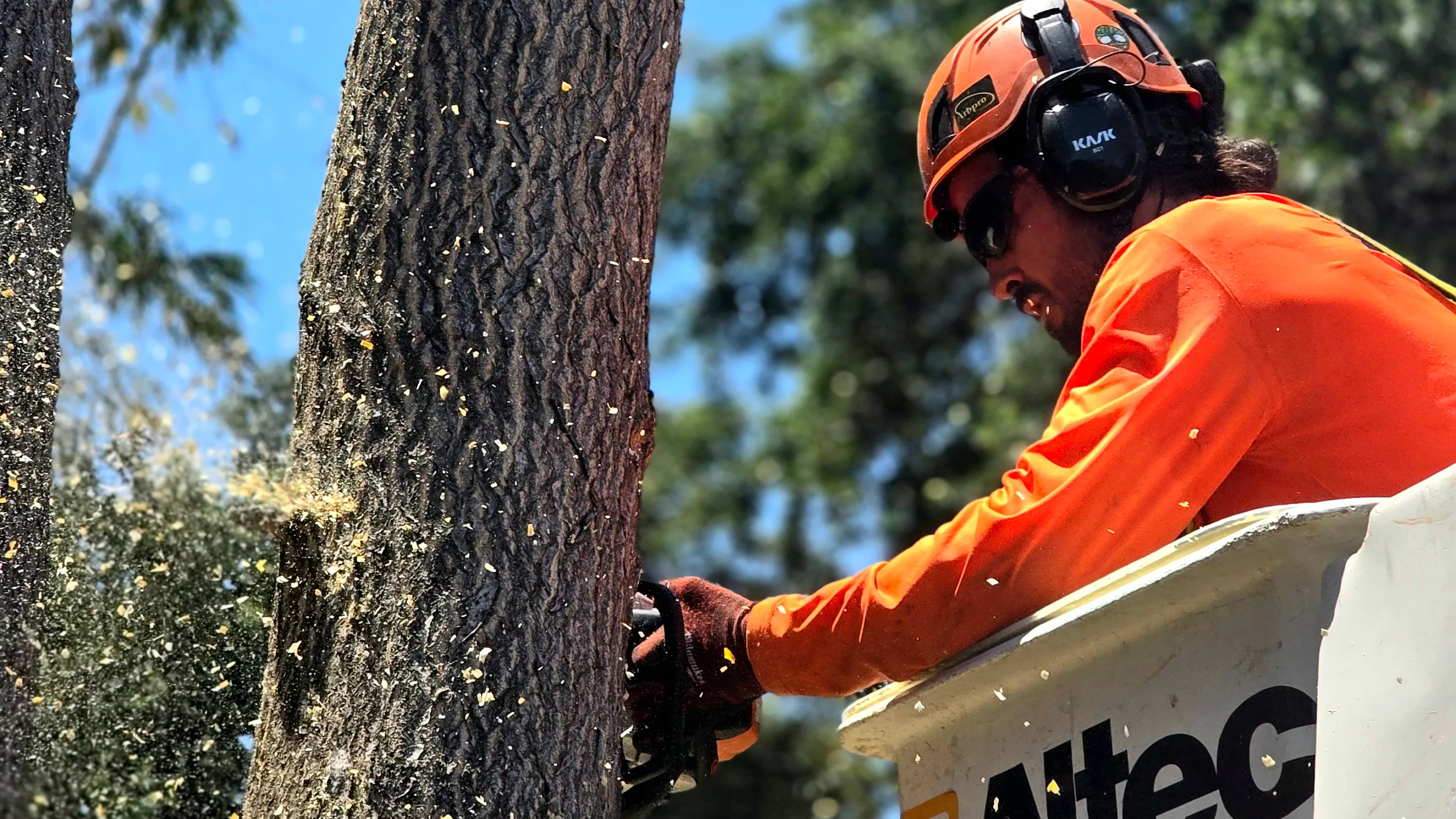 Residential tree, shrub & lawn care