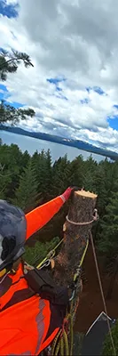 Worker trimming palm tree