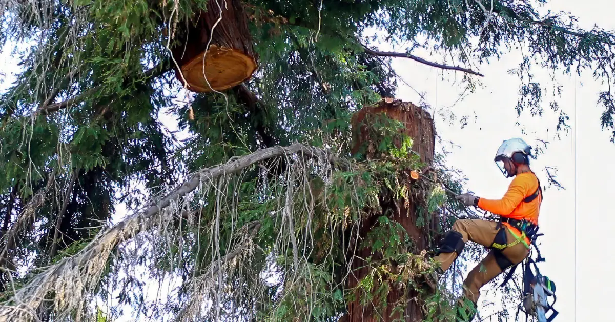 Crane-assisted tree removal in a Chico, CA backyard by Over The Top Tree Service crew