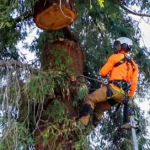 Over The Top Tree Service team safely clearing storm debris in a residential area.