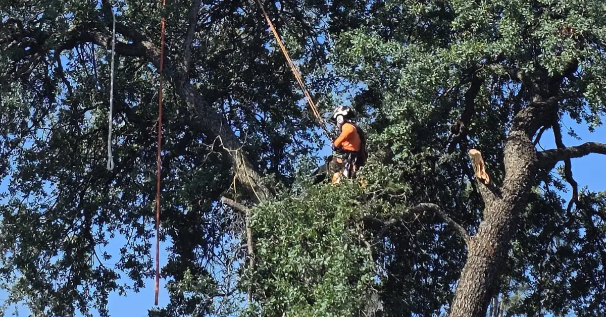 A mature Valley Oak providing shade in a drought-tolerant Chico landscape.