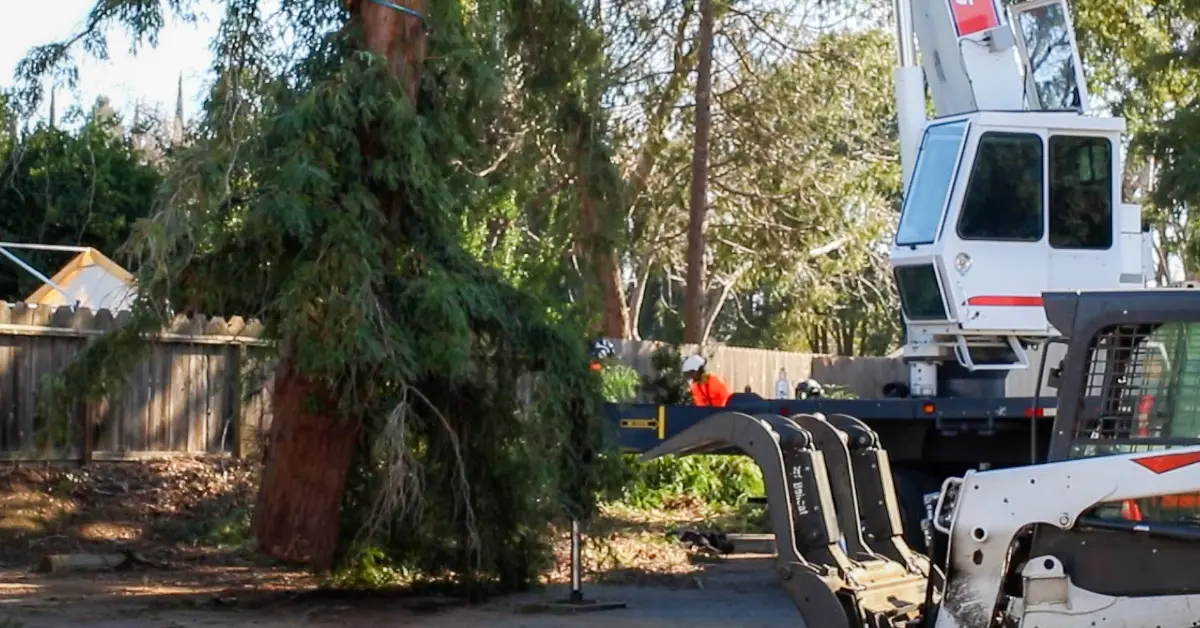 Residential lot clearing in Chico, CA by Over The Top Tree Service