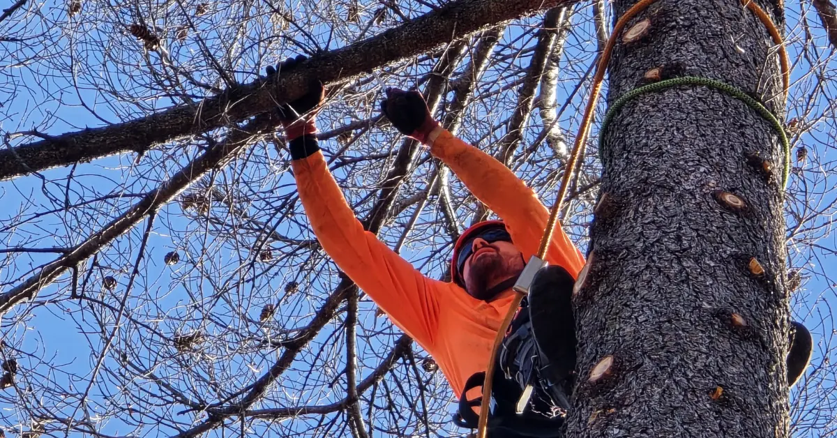 ISA-aligned tree pruning on a valley oak in Chico, CA by Over The Top Tree Service