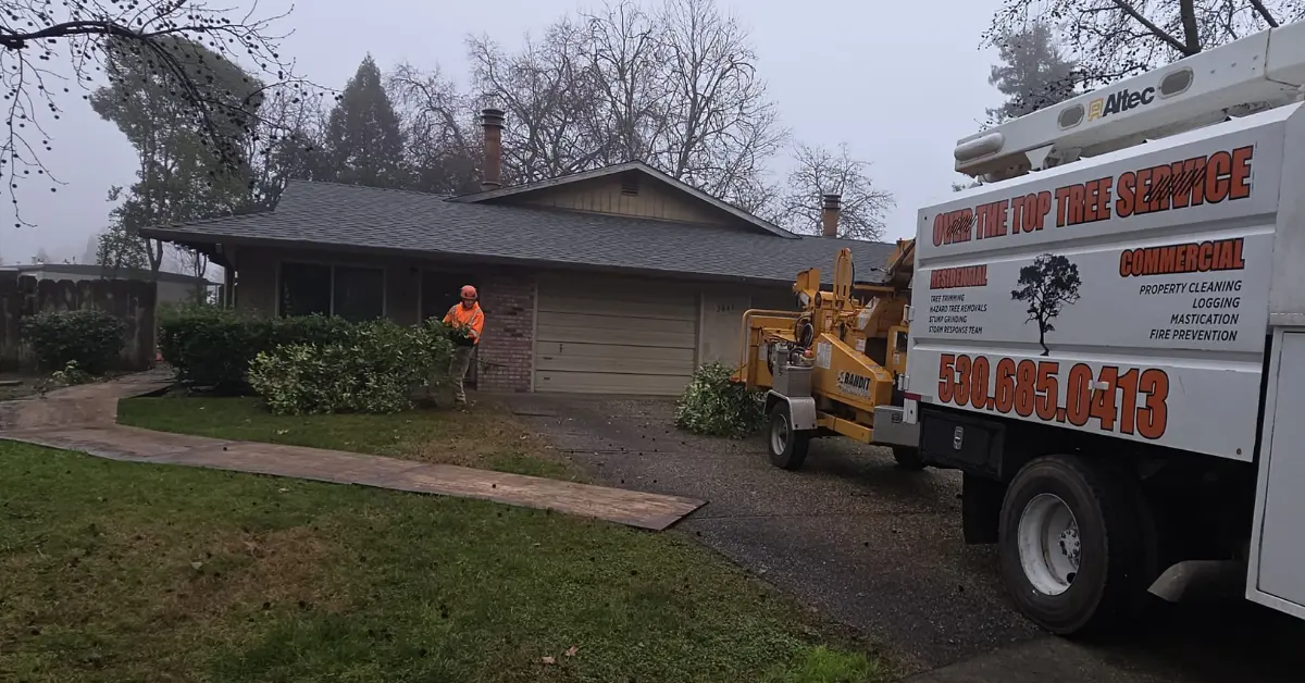 Crew performing shrub removal and shrub trimming on a Chico, CA property by Over The Top Tree Service