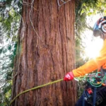 An arborist inspecting a leaning hazard tree near a residential roof in Chico, CA.