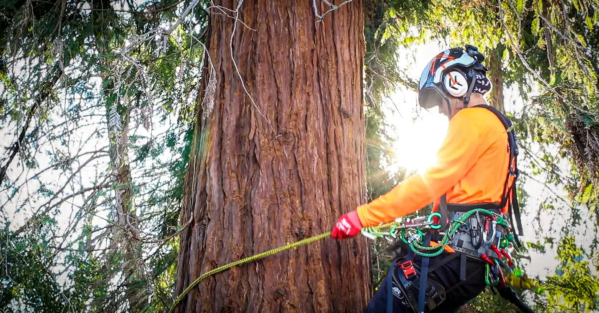 An arborist inspecting a leaning hazard tree near a residential roof in Chico, CA.